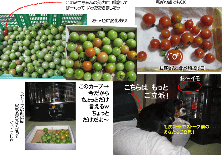 画像の説明 画像の説明