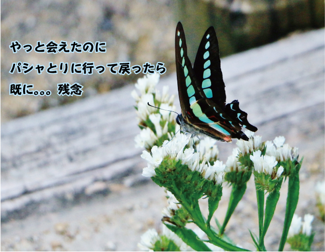 画像の説明 画像の説明