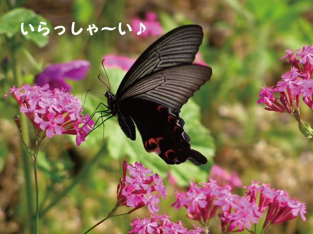 画像の説明 画像の説明