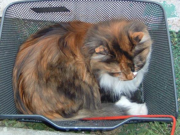 画像の説明 画像の説明