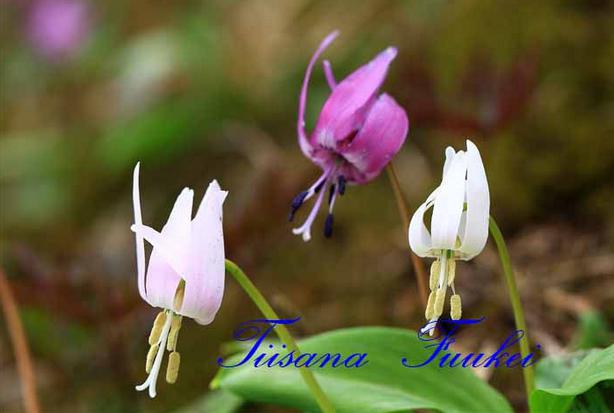 画像の説明 画像の説明