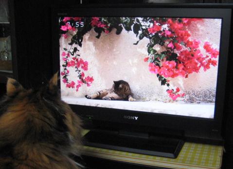 画像の説明 画像の説明