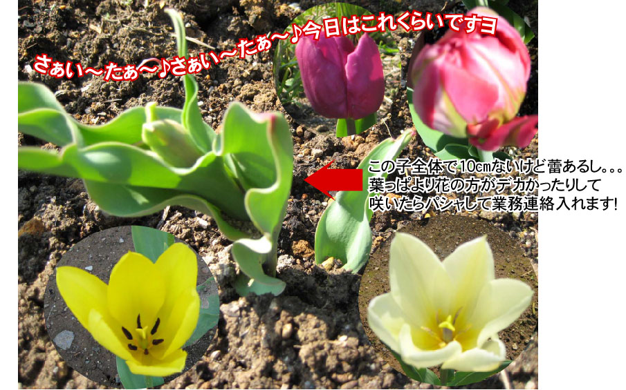 画像の説明 画像の説明