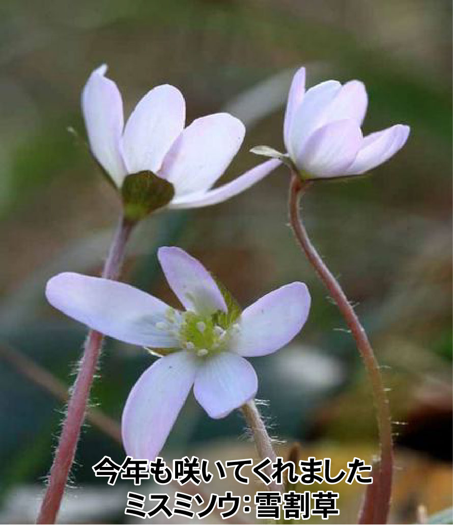 画像の説明 画像の説明