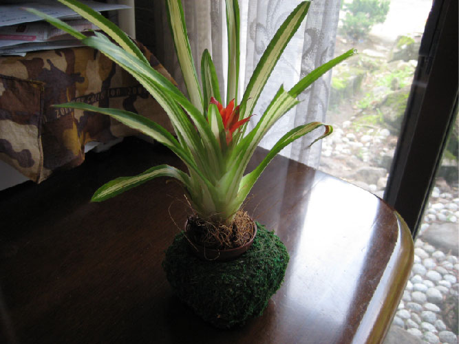 画像の説明 画像の説明