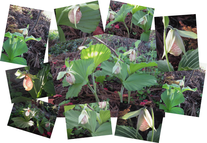 画像の説明 画像の説明