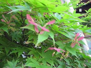 画像の説明 画像の説明