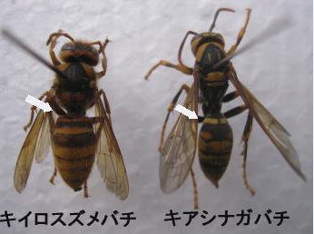 画像の説明 画像の説明