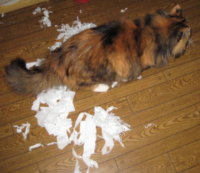 画像の説明 画像の説明