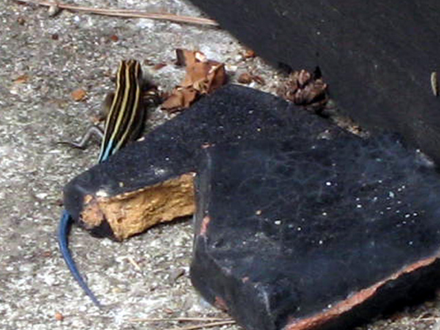 画像の説明 画像の説明