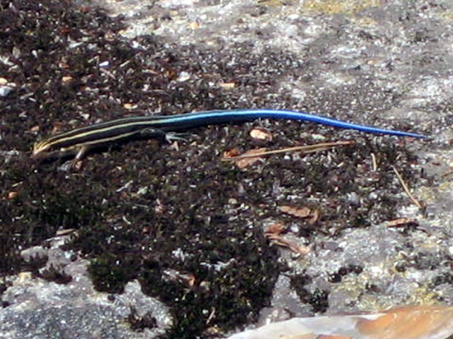 画像の説明 画像の説明