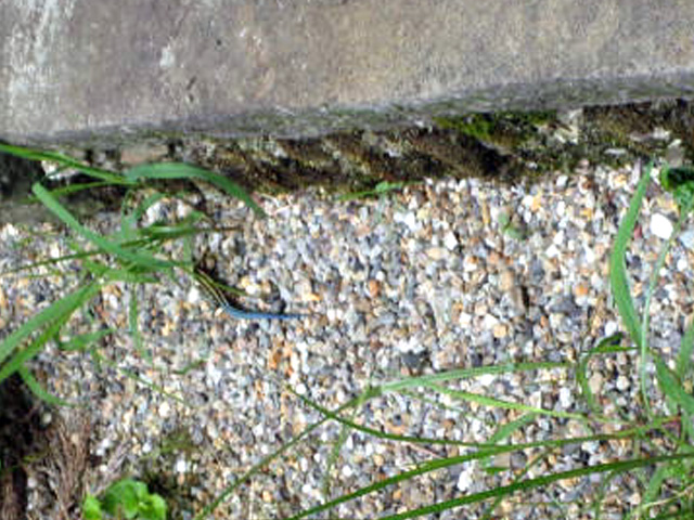 画像の説明 画像の説明