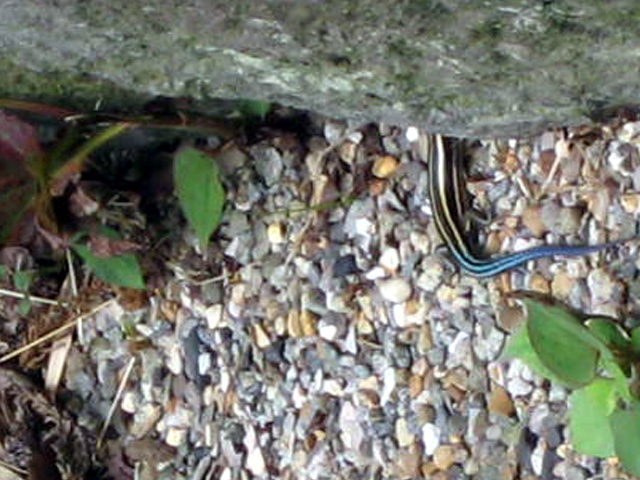 画像の説明 画像の説明