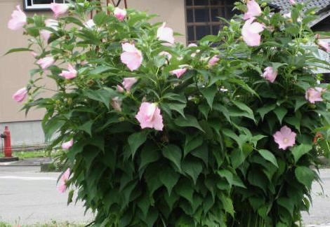 画像の説明 画像の説明