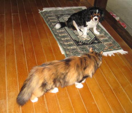 画像の説明 画像の説明