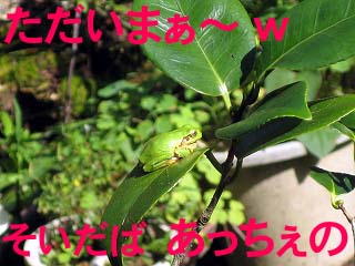 画像の説明 画像の説明