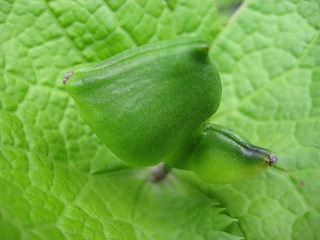 画像の説明 画像の説明