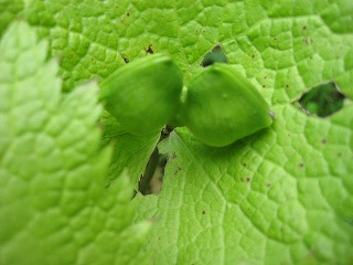 画像の説明 画像の説明