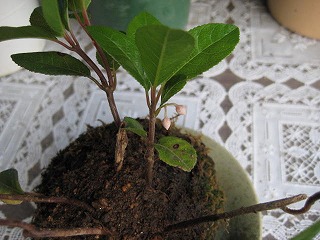 画像の説明 画像の説明