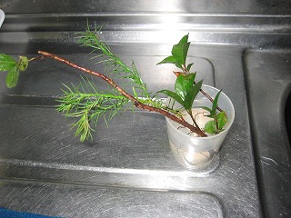 画像の説明 画像の説明