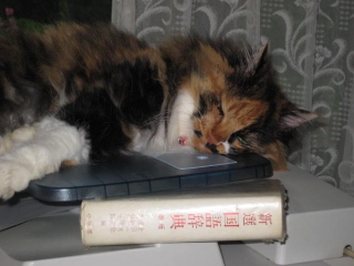 画像の説明 画像の説明