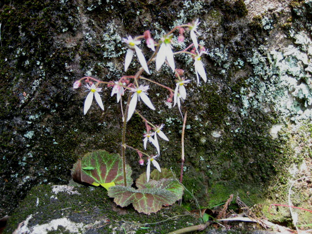 画像の説明 画像の説明