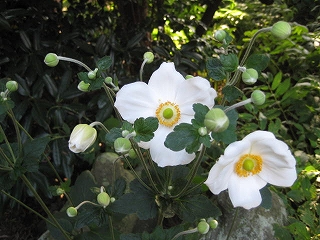 画像の説明 画像の説明