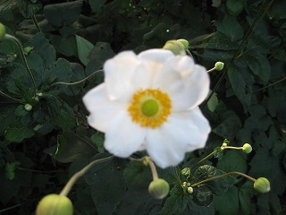 画像の説明 画像の説明