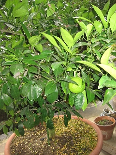 画像の説明 画像の説明