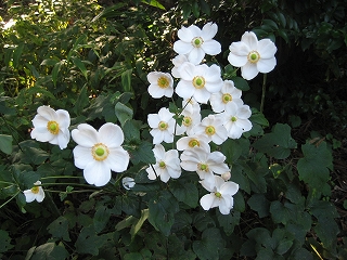 画像の説明 画像の説明