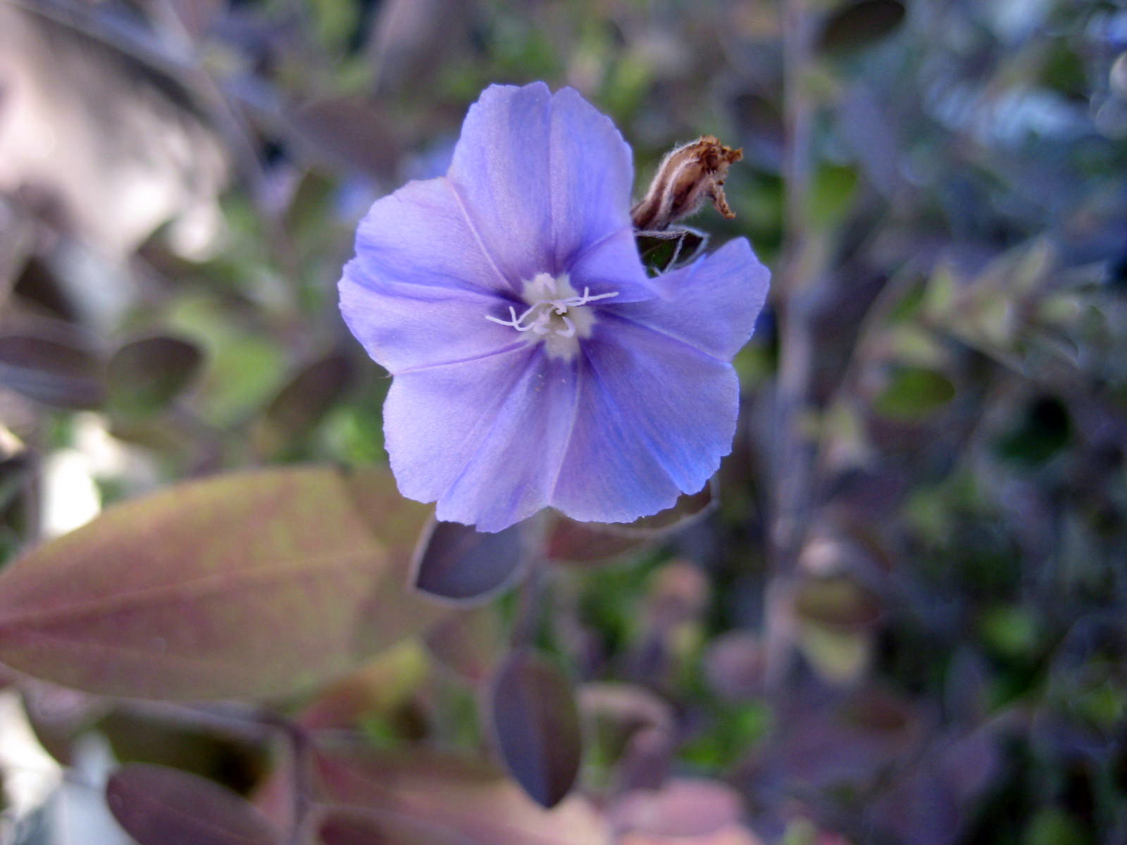画像の説明 画像の説明