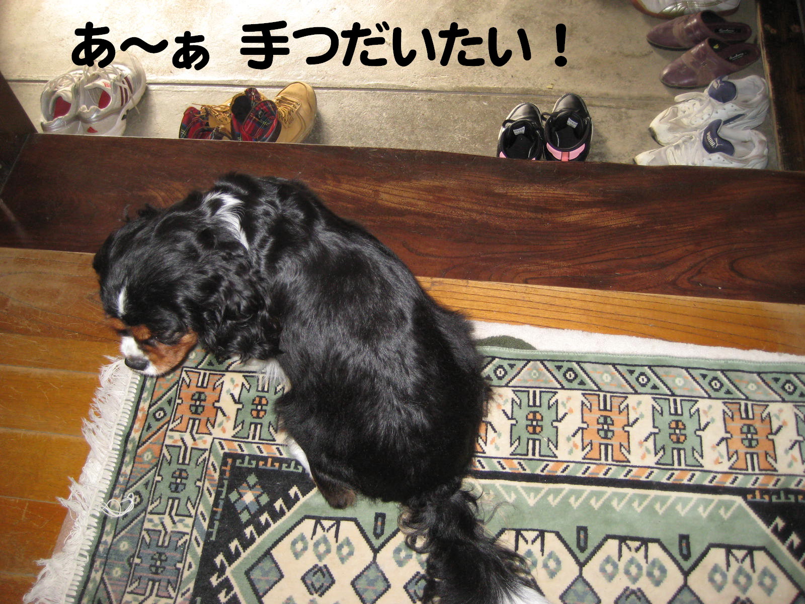 画像の説明 画像の説明