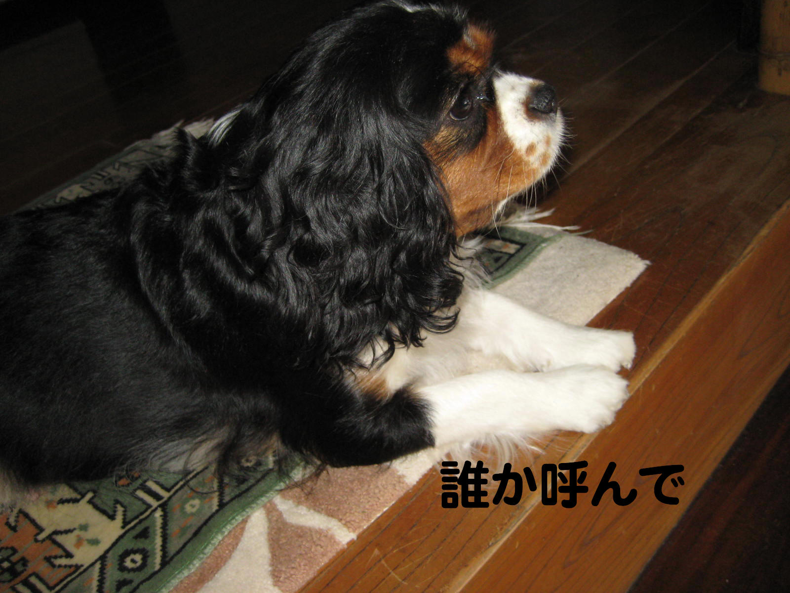 画像の説明 画像の説明