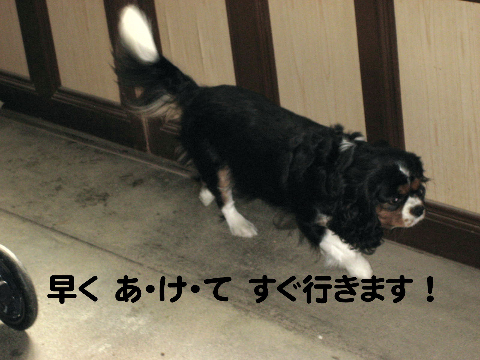 画像の説明 画像の説明