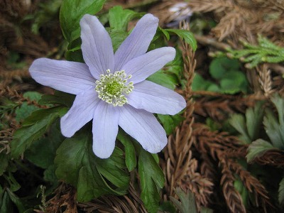 画像の説明 画像の説明