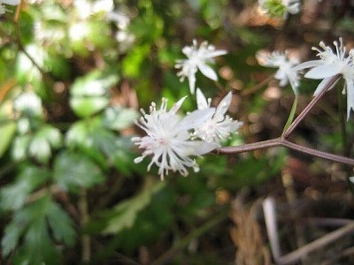 画像の説明 画像の説明