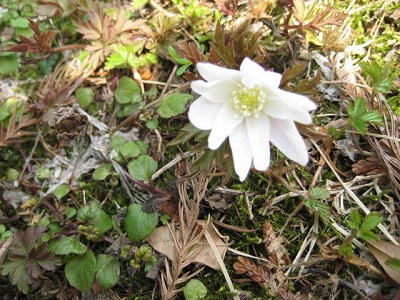 画像の説明 画像の説明