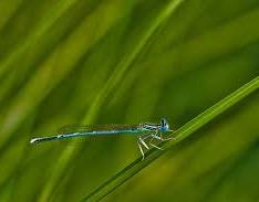 イトトンボ イトトンボ