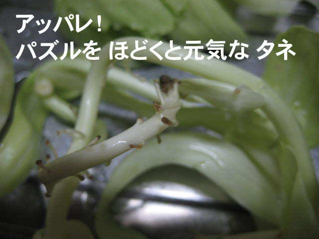 IMG_7650 のコピー IMG_7650 のコピー