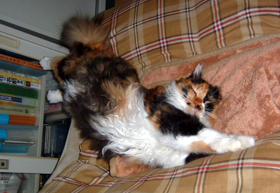 3 のコピー 3 のコピー