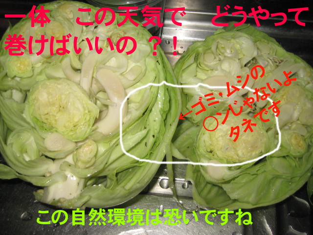 IMG_7634 のコピー2 IMG_7634 のコピー2