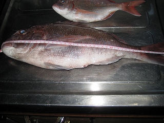 画像の説明 画像の説明